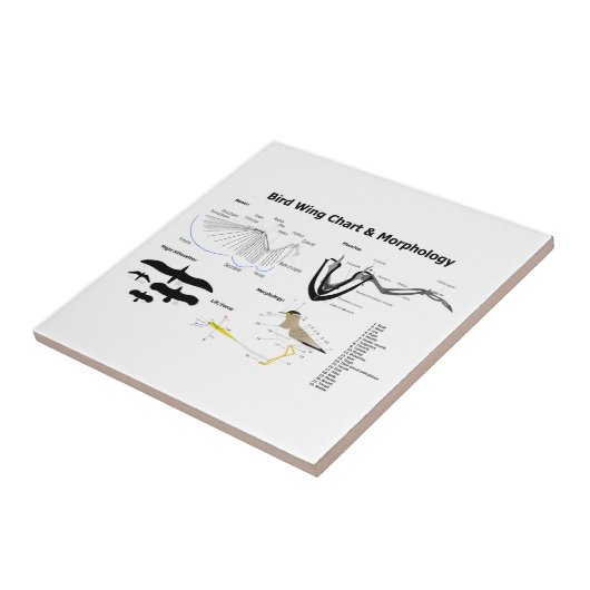 Diagramm der Anatomie der Vogel-Flügel Fliese (Seite)