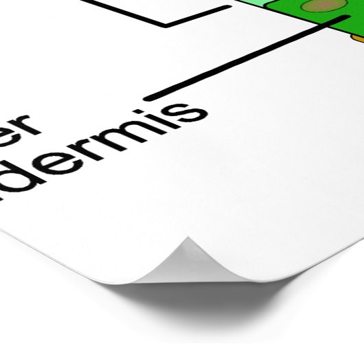 Diagramm der Anatomie des Leaf auf einer Pflanze Poster (Ecke)