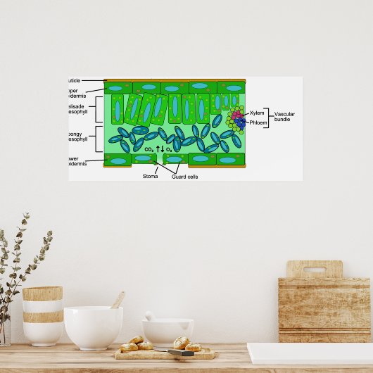 Diagramm der Anatomie des Leaf auf einer Pflanze Poster (Küche)