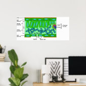 Diagramm der Anatomie des Leaf auf einer Pflanze Poster (Heimbüro)