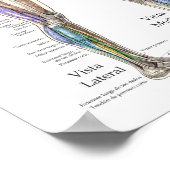 Diagramm der Anatomie des menschlichen Muskels in Poster (Ecke)