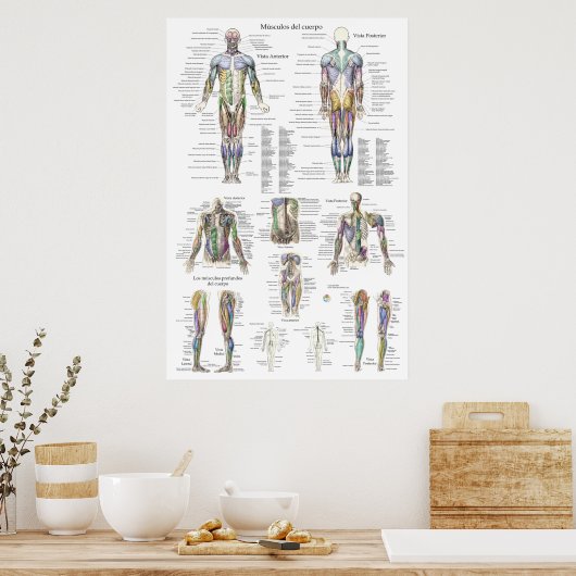 Diagramm der Anatomie des menschlichen Muskels in Poster (Küche)