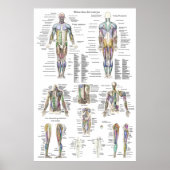 Diagramm der Anatomie des menschlichen Muskels in Poster (Vorne)