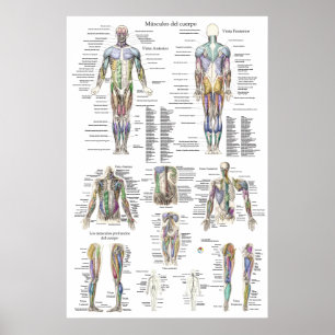 Diagramm der Anatomie des menschlichen Muskels in  Poster