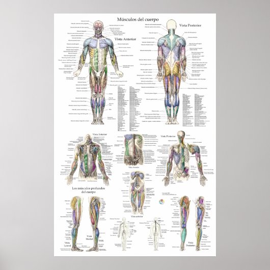 Diagramm der Anatomie des menschlichen Muskels in Poster (Vorne)