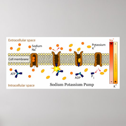 Diagramm der biologischen Natriumpumpe Poster (Vorne)