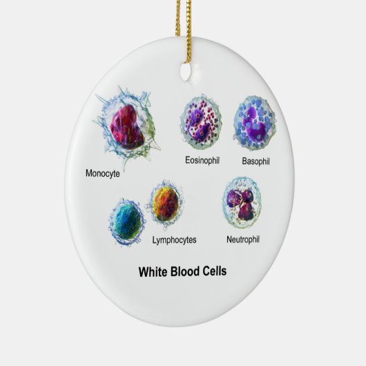 Diagramm der Blutkörperchen-Leukozyten Keramikornament (Rechts)