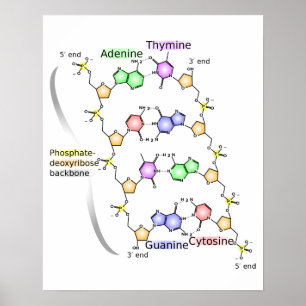 Diagramm der chemischen Struktur der DNA Poster
