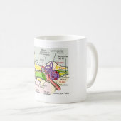Diagramm der Cochlear-Frequenz des menschlichen Oh Kaffeetasse (VorderseiteRechts)