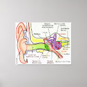 Diagramm der Cochlear-Frequenz des menschlichen Oh Leinwanddruck (Vorderseite)