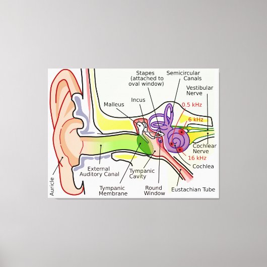 Diagramm der Cochlear-Frequenz des menschlichen Oh Leinwanddruck (Vorderseite)