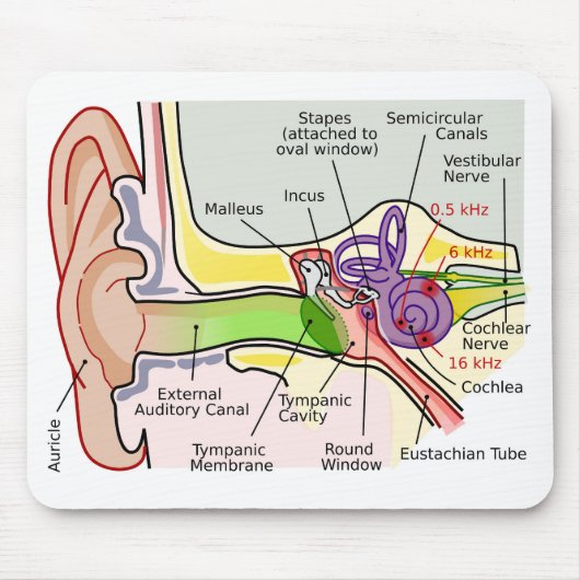 Diagramm der Cochlear-Frequenz des menschlichen Oh Mousepad (Vorne)