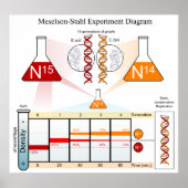 Diagramm der DNA des Meselson Stahl-Experiments Poster (Vorne)