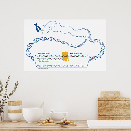Diagramm der DNA-Transkription Erstellen einer RNA Poster (Küche)
