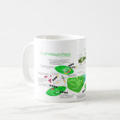 Diagramm der Fotosynthese-C4 Kaffeetasse (Vorderseite Links)