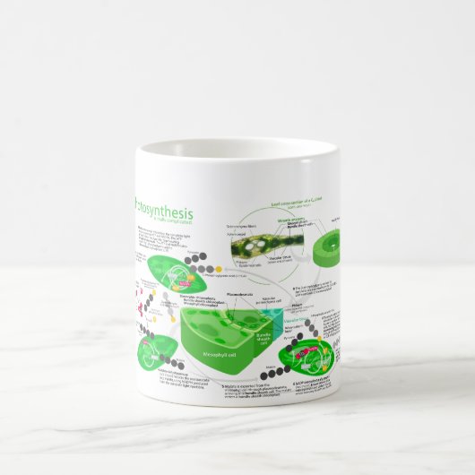 Diagramm der Fotosynthese-C4 Kaffeetasse (Mittel)