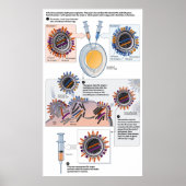 Diagramm der genetischen Neuverteilung von Impfsto Poster (Vorne)