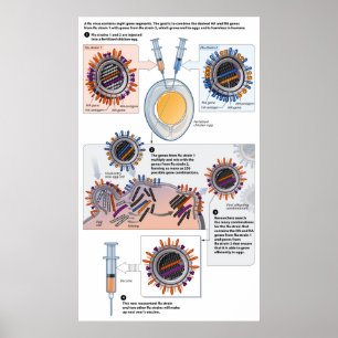 Diagramm der genetischen Neuverteilung von Impfsto Poster