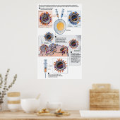 Diagramm der genetischen Neuverteilung von Impfsto Poster (Küche)