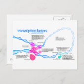 Diagramm der Gentranskriptionsfaktoren Postkarte (Vorne/Hinten)