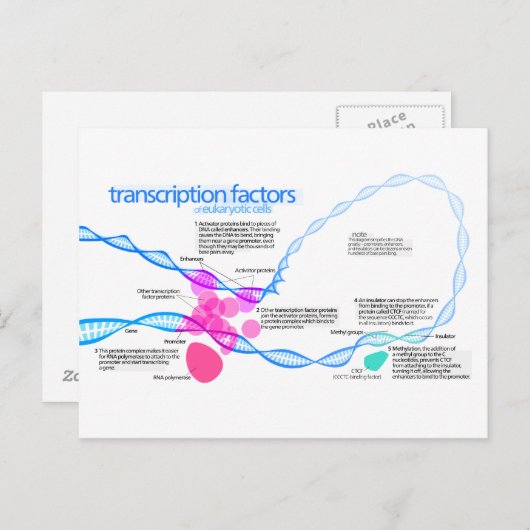 Diagramm der Gentranskriptionsfaktoren Postkarte (Vorne/Hinten)