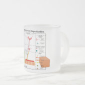 Diagramm der grundlegenden Funktionen des Nervensy Mattglastasse (VorderseiteRechts)