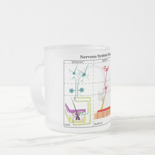 Diagramm der grundlegenden Funktionen des Nervensy Mattglastasse (Vorderseite Links)