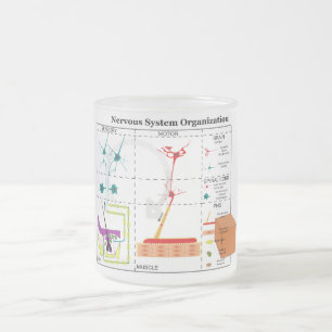 Diagramm der grundlegenden Funktionen des Nervensy Mattglastasse