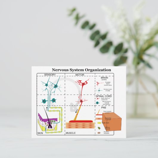 Diagramm der grundlegenden Funktionen des Nervensy Postkarte (Stehend Vorderseite)
