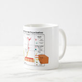 Diagramm der grundlegenden Nervensystem-Funktionen Kaffeetasse (VorderseiteRechts)