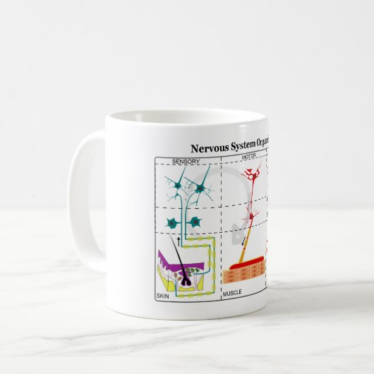 Diagramm der grundlegenden Nervensystem-Funktionen Kaffeetasse (Vorderseite Links)