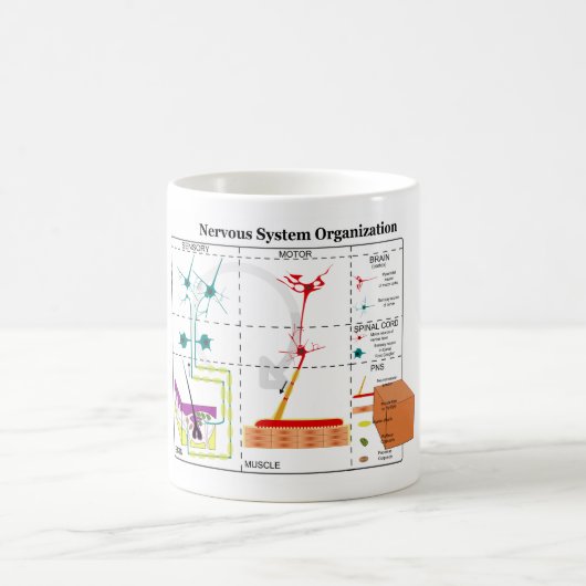 Diagramm der grundlegenden Nervensystem-Funktionen Kaffeetasse (Mittel)