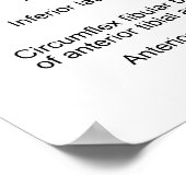 Diagramm der Hauptarterien im menschlichen Obersch Poster (Ecke)