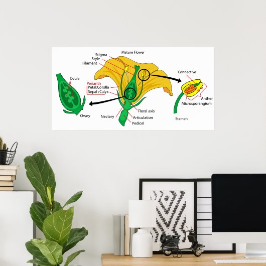 Diagramm der Hauptteile einer reifen Blume Poster (Heimbüro)