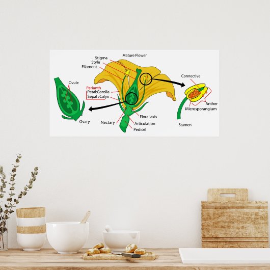 Diagramm der Hauptteile einer reifen Blume Poster (Küche)