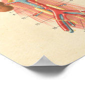 Diagramm der Herzanatomie des Hundes Poster (Ecke)