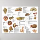 Diagramm der inneren Anatomie des Pferdes 18" x 24 Poster (Vorne)