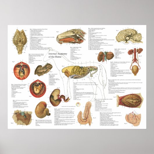 Diagramm der inneren Anatomie des Pferdes 18" x 24 Poster (Vorne)