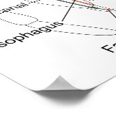 Diagramm der inneren Anatomie einer weiblichen Spi Poster (Ecke)