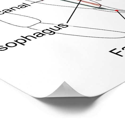 Diagramm der inneren Anatomie einer weiblichen Spi Poster (Ecke)