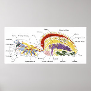 Diagramm der inneren Anatomie einer weiblichen Spi Poster