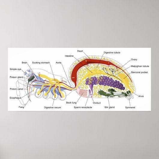Diagramm der inneren Anatomie einer weiblichen Spi Poster (Vorne)