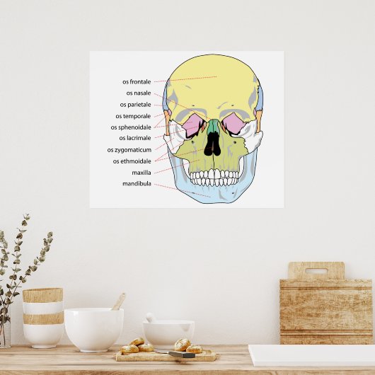 Diagramm der Knochenstruktur Vorderseite eines men Poster (Küche)