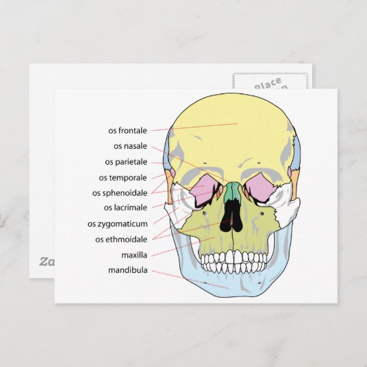Diagramm der Knochenstruktur Vorderseite eines men Postkarte (Vorne/Hinten)