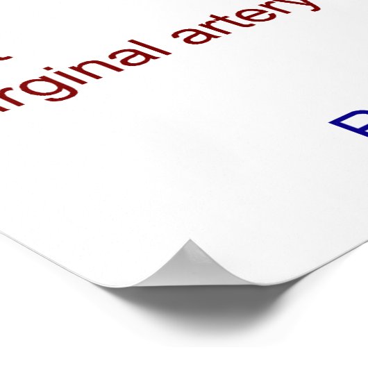 Diagramm der koronaren Arterien eines menschlichen Poster (Ecke)