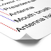 Diagramm der Larva eines Moskito Culex Restuans Poster (Ecke)