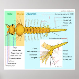 Diagramm der Larva eines Moskito Culex Restuans Poster