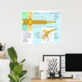 Diagramm der Larva eines Moskito Culex Restuans Poster (Heimbüro)