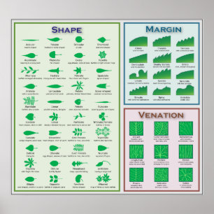 Diagramm der Leaf-Morphologie Gestaltungsmarge Poster