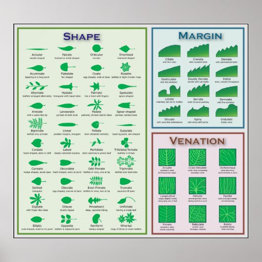 Diagramm der Leaf-Morphologie Gestaltungsmarge Poster (Vorne)